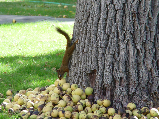 squirrel on walnut tree gathering nuts